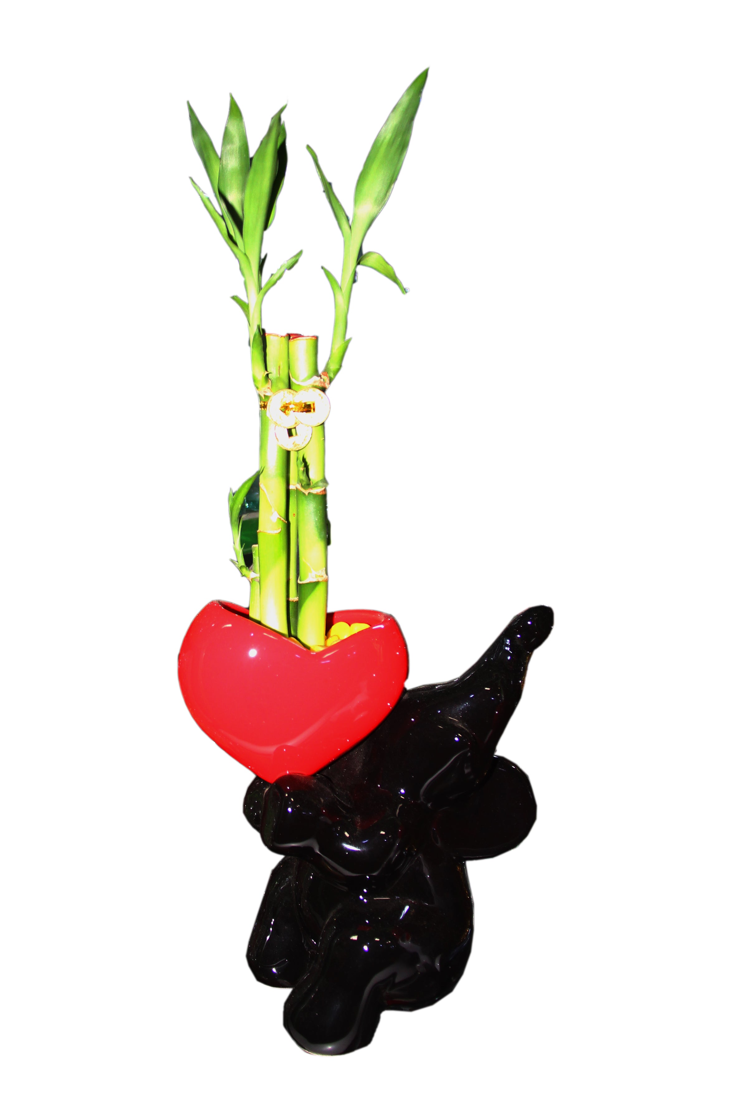 Bambú de la Suerte en Maceta