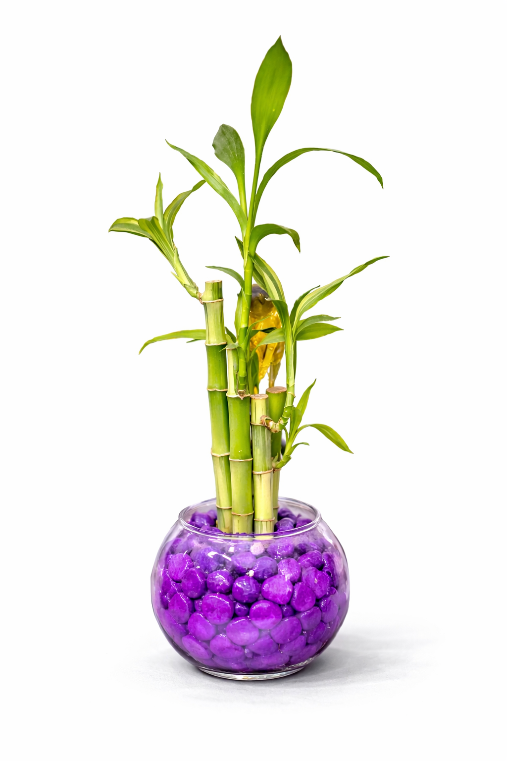 Bambú de la Suerte en Vidrio Decorativo