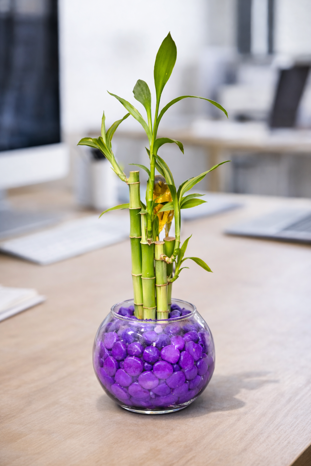 Bambú de la Suerte en Vidrio Decorativo