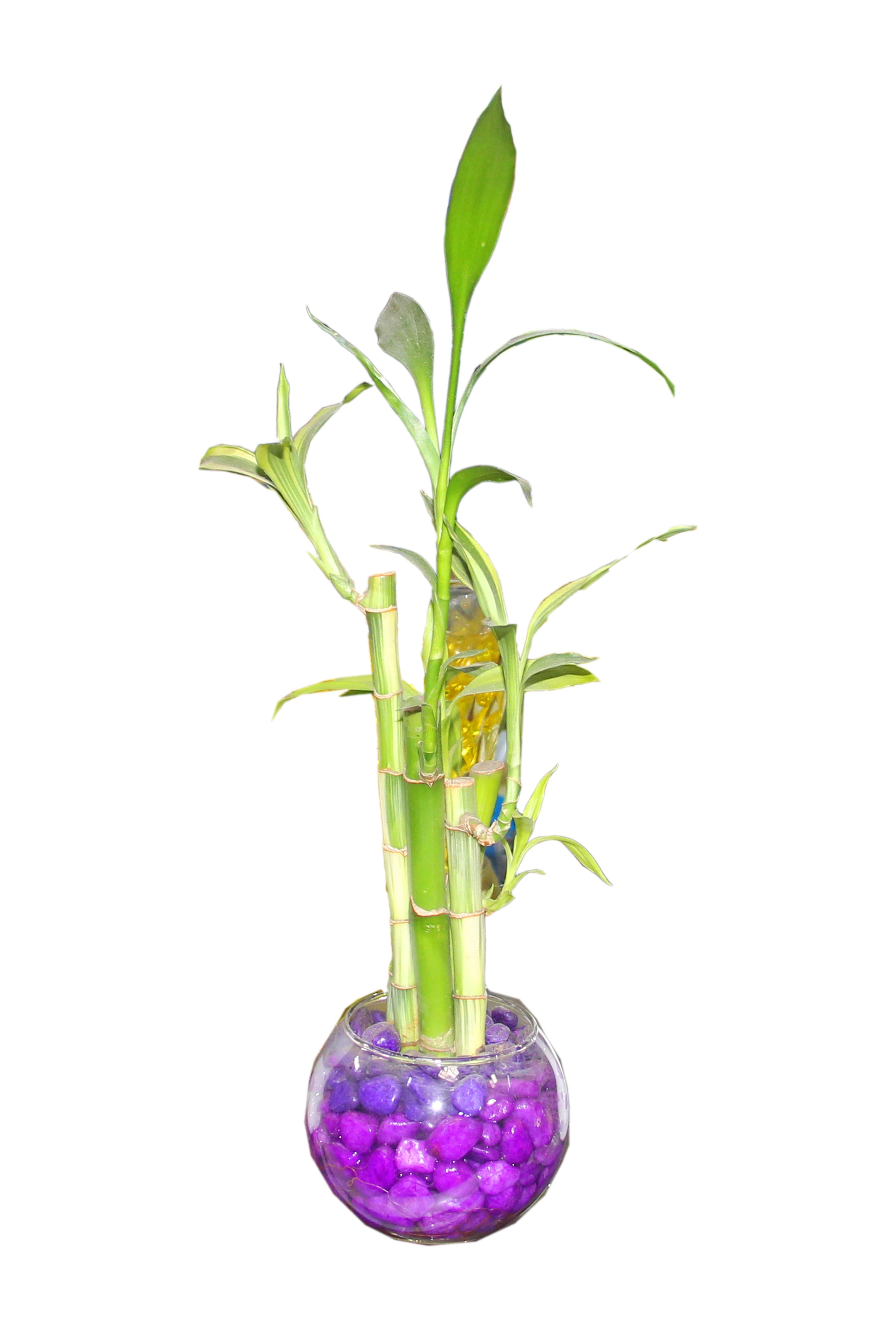 Bambú de la suerte en maceta transparente